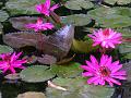 Pink Water Lily